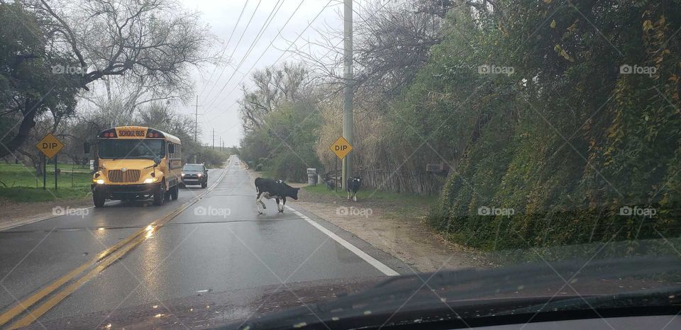 stop for the cows to cross