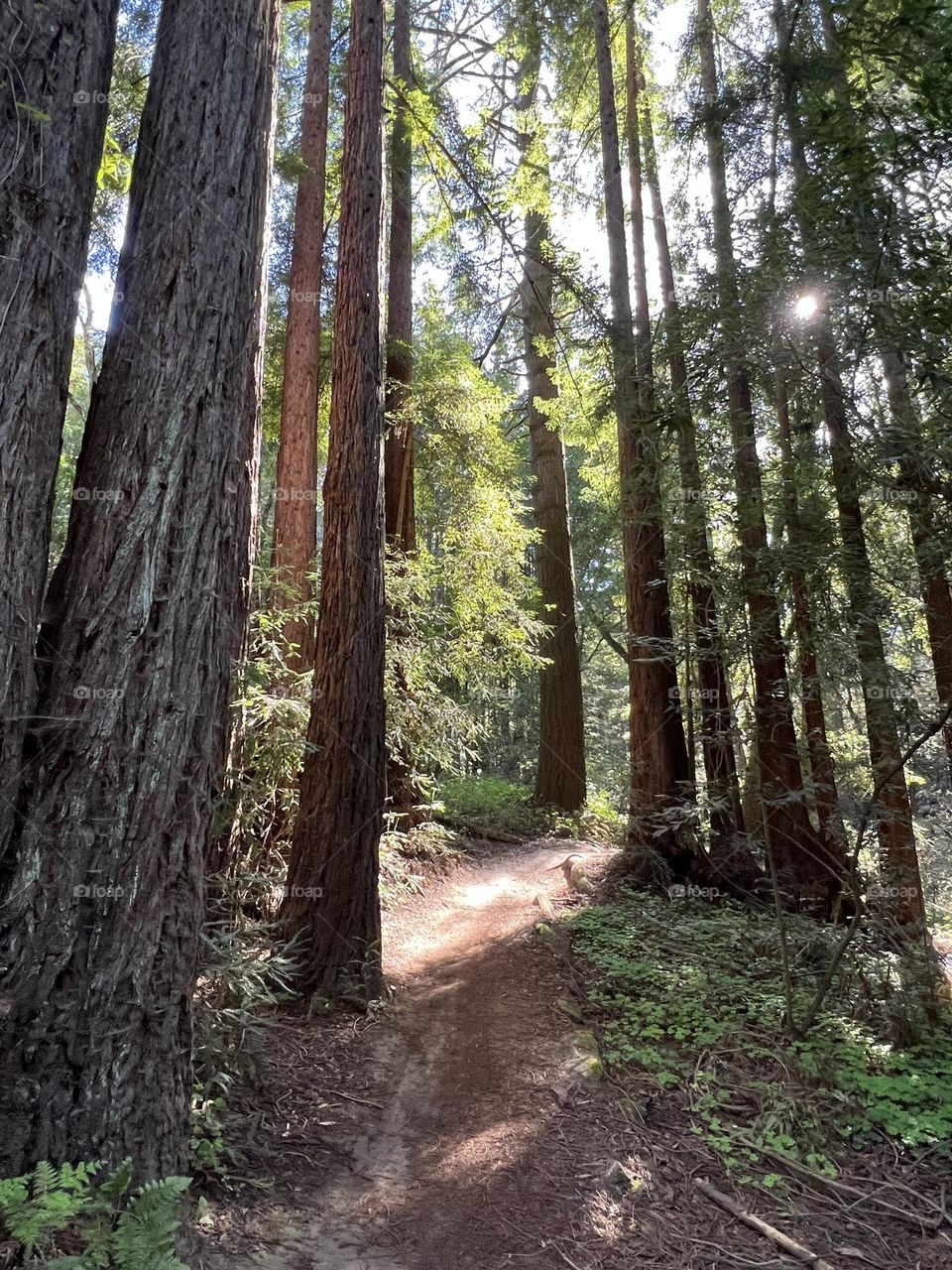 Emma McCrary Trail, Santa Cruz