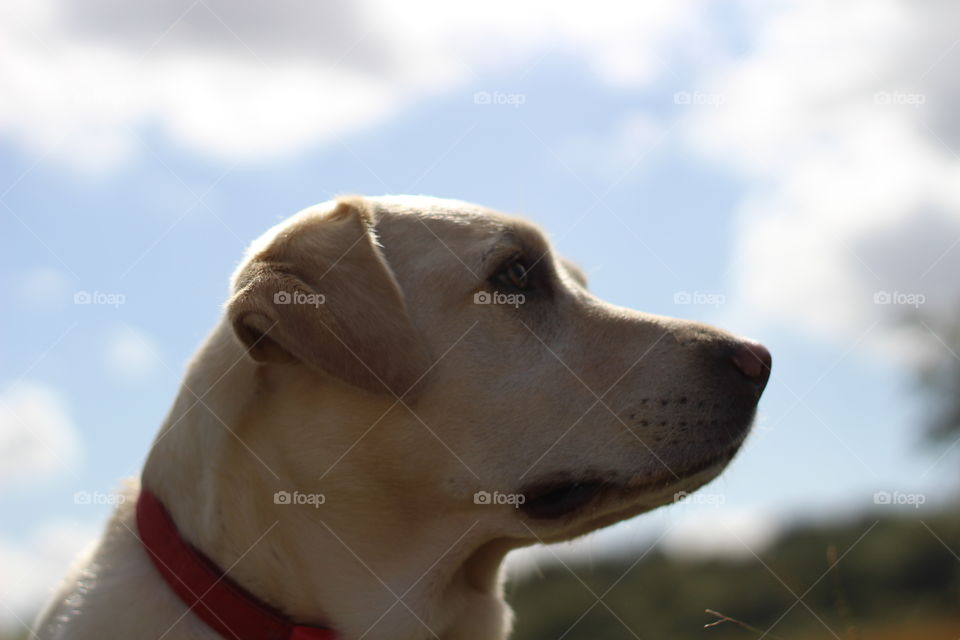 Dog, Portrait, No Person, One, Canine