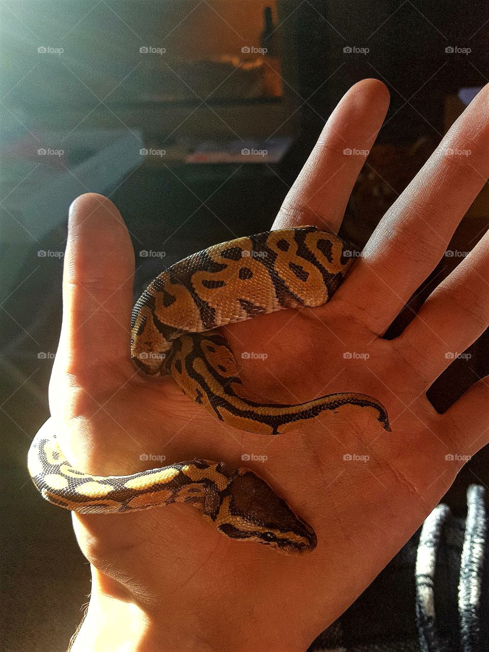 pastel orange ghost python