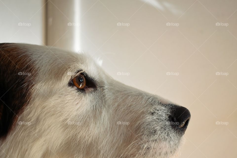 Beautiful dog looking out window with natural evening sunlight 