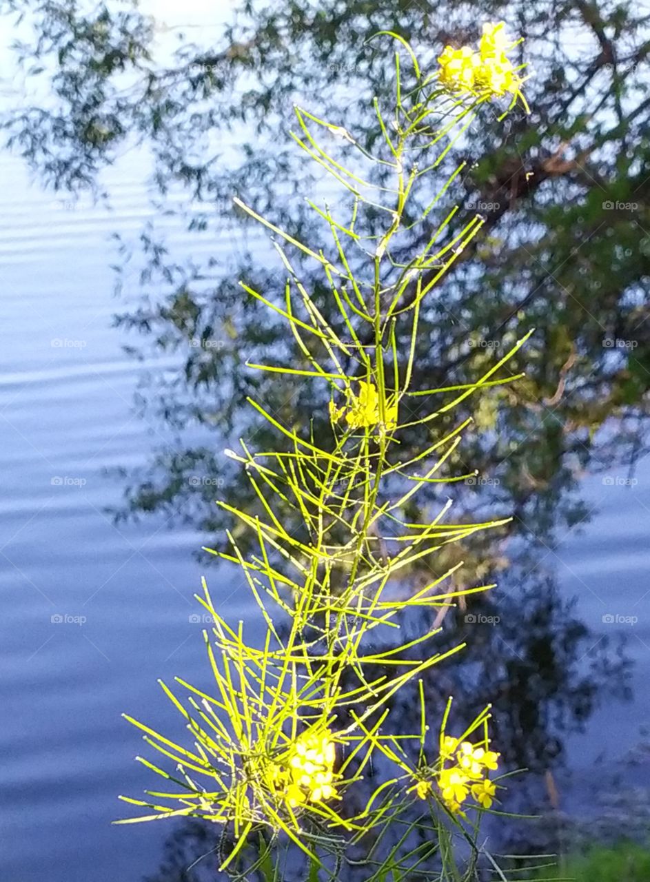 Flower Illuminated by the Setting Sun