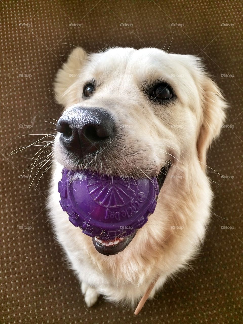 Wanna play? Woof! Woof! 