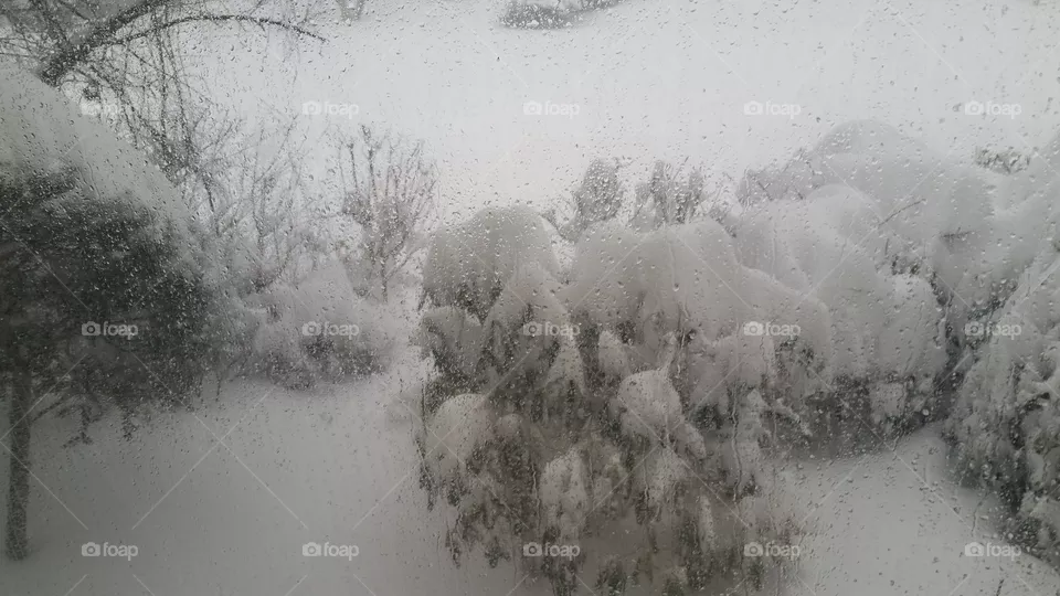 Snow, Winter, Frost, Cold, Tree