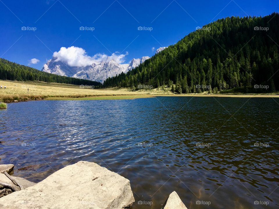 cow photographed in the mountains, hidden behind a tall grassy meadow