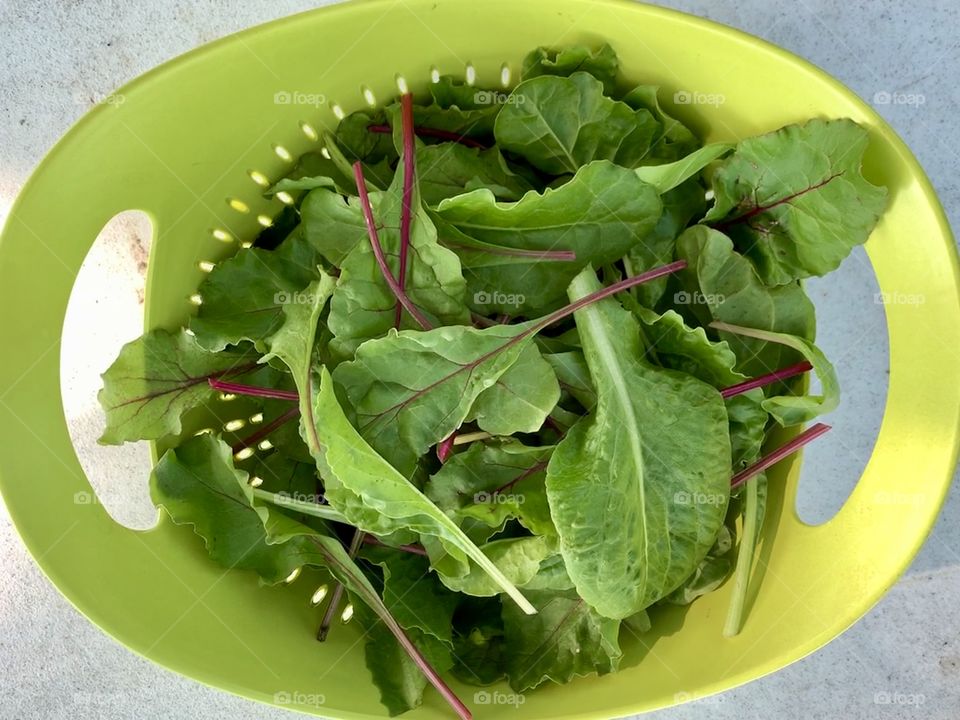 Overhead view of garden-fresh mixed baby greens in green colander on a white surface in sunlight