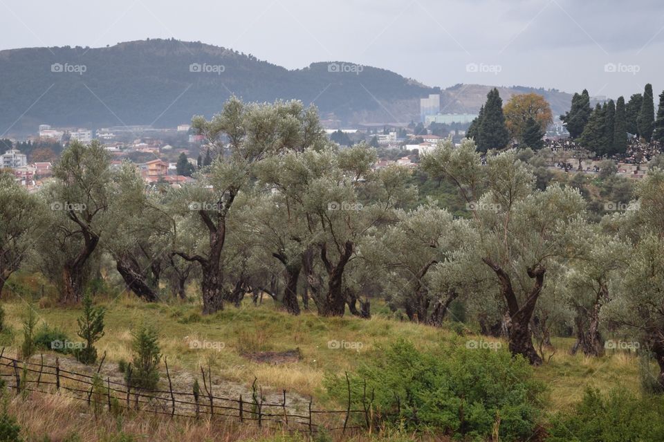 Olive grove in Montenegro 
