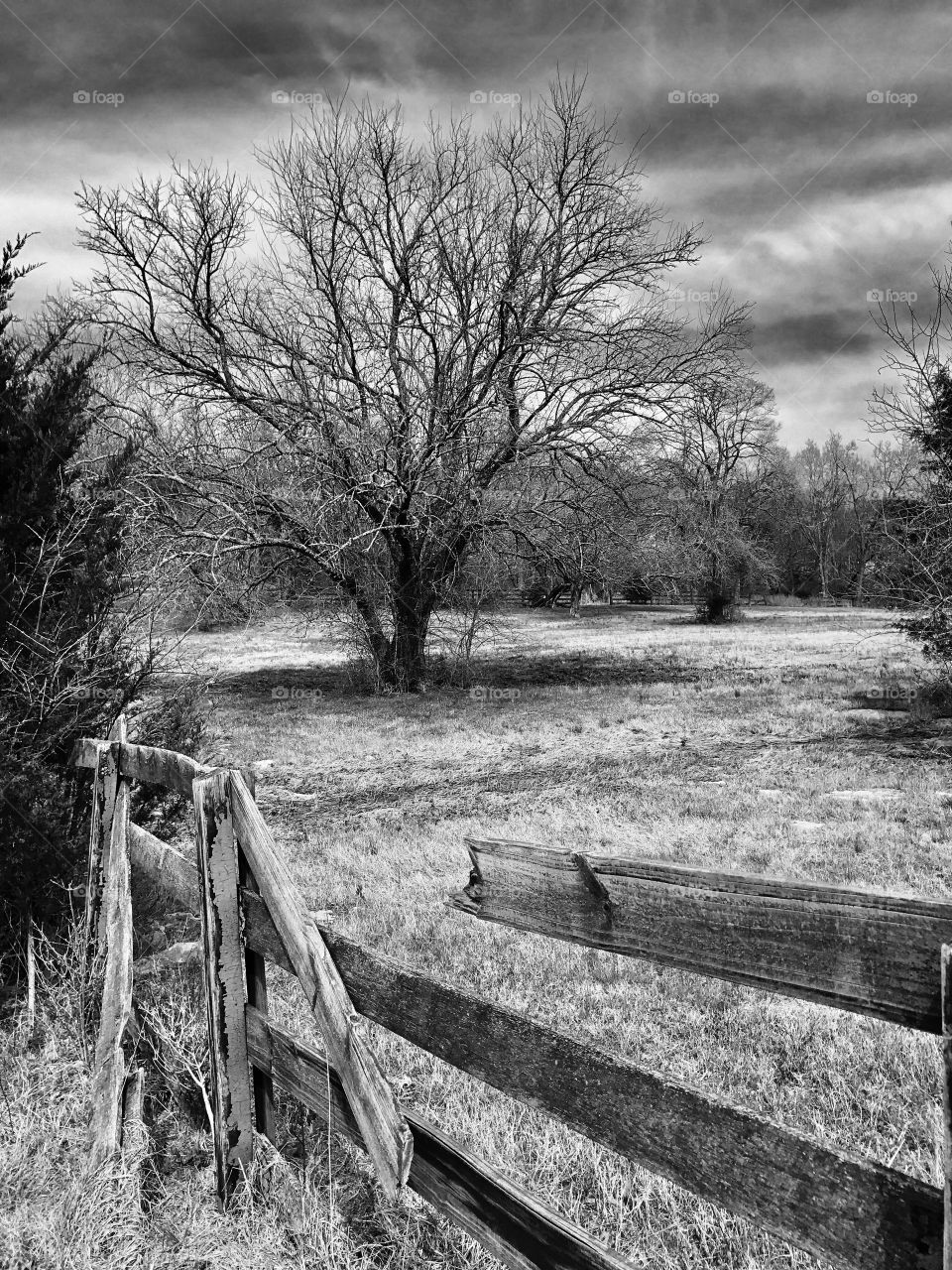 Black and white tree in a field with broken wood fence
