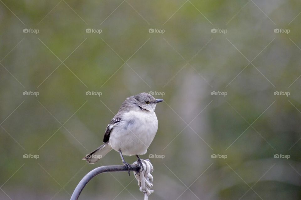 Mockingbird perched on top of a feeder 
