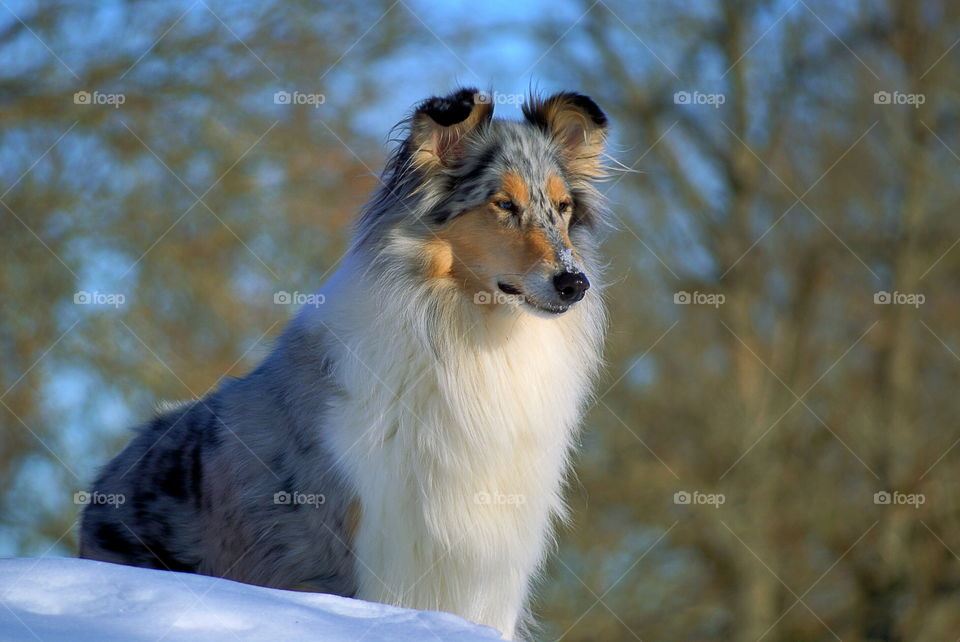 Dog stand in the snow looking