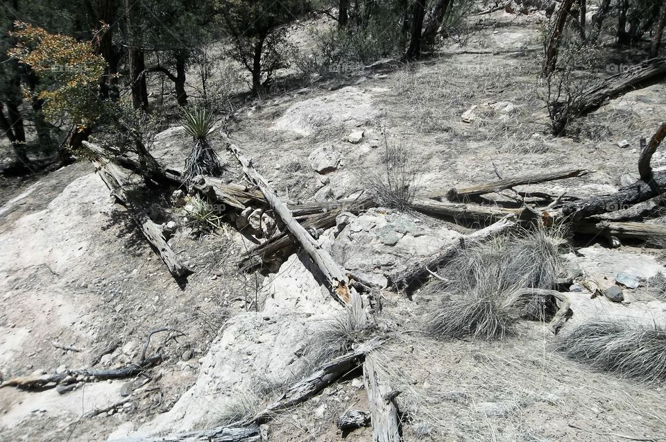 Fallen Branches On Rocks