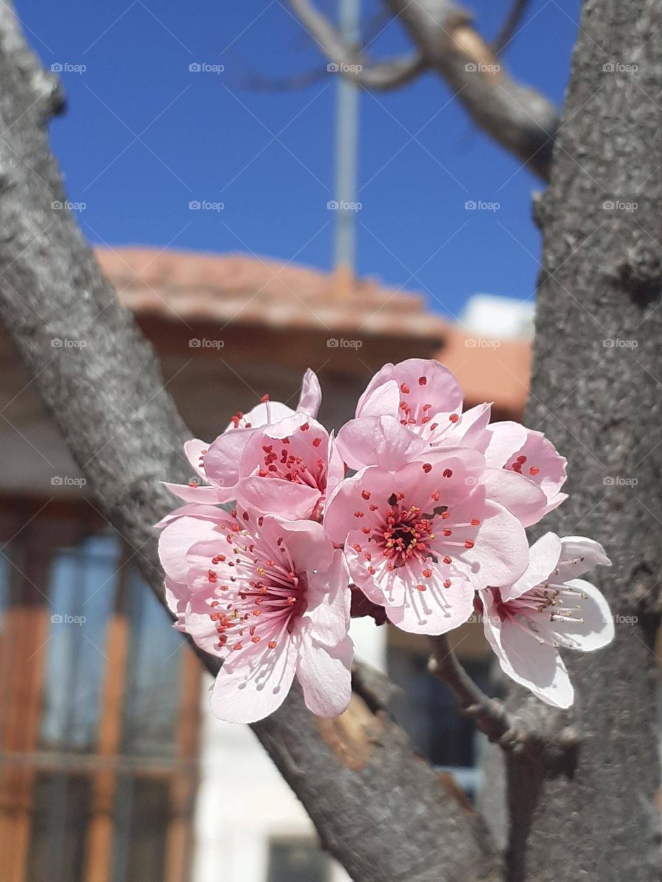 flores rosadas de primavera