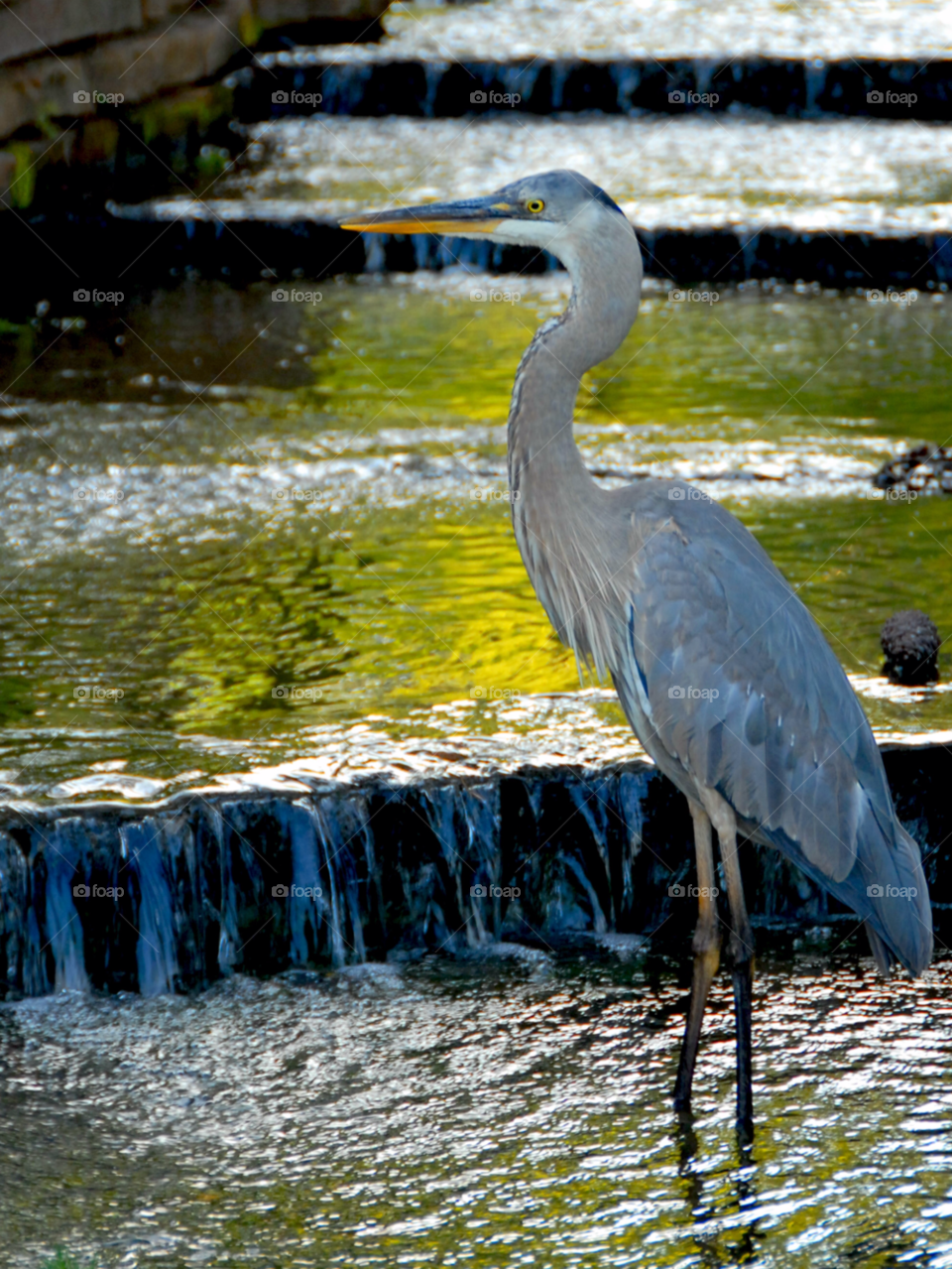 heron wading bird great blue heron by lightanddrawing