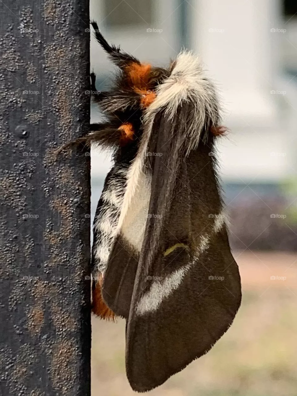 Beautiful little moth. 