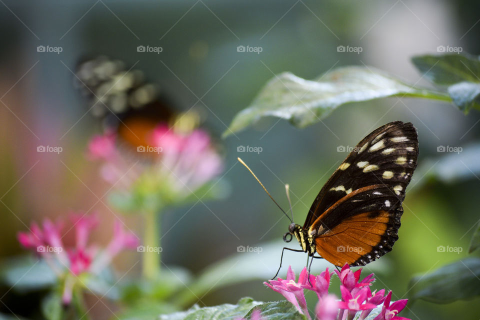 Orange Butterfly on a Pink Flower