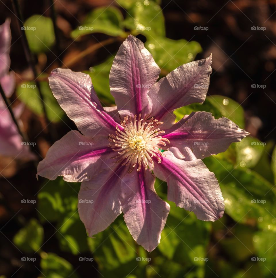 Beautiful clematis flower high angle view
