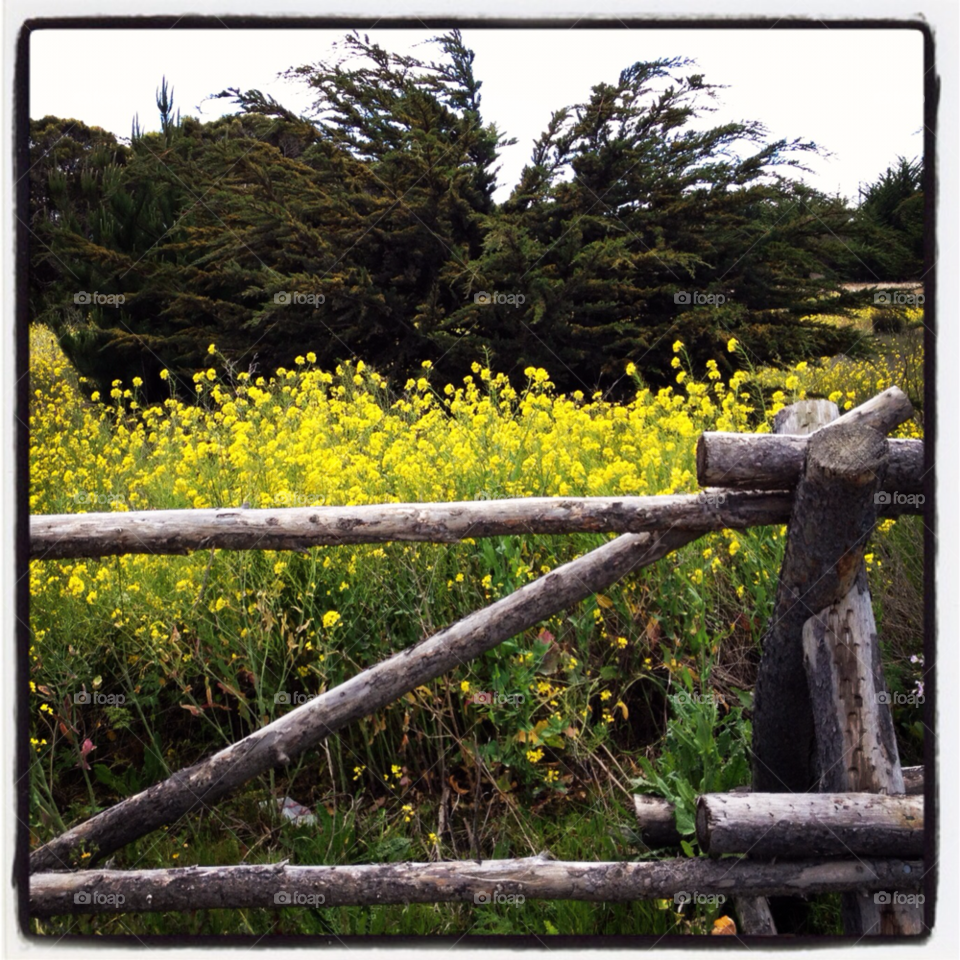 yellow fence country california by threeboydad