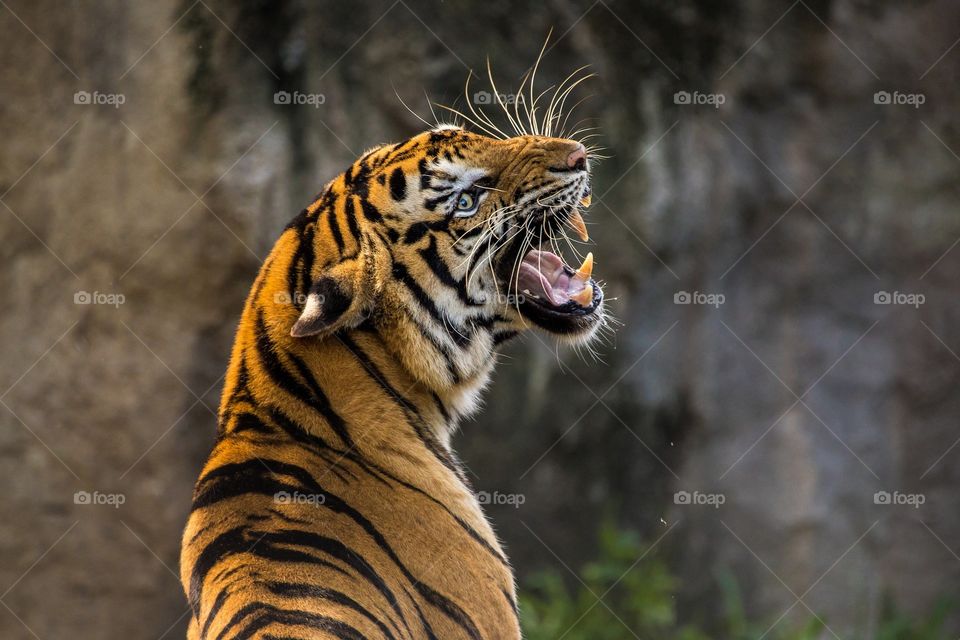 aggresive tiger portait