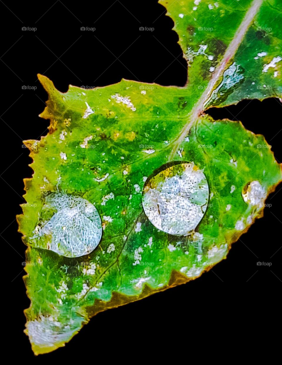 Macro Photo: Leaf with raindrops