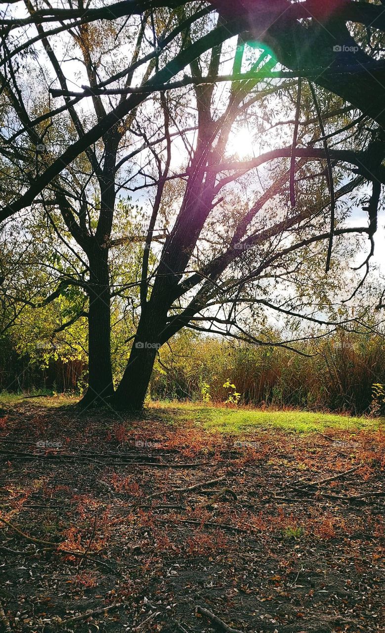 Spring beauty☀️🦋🦎