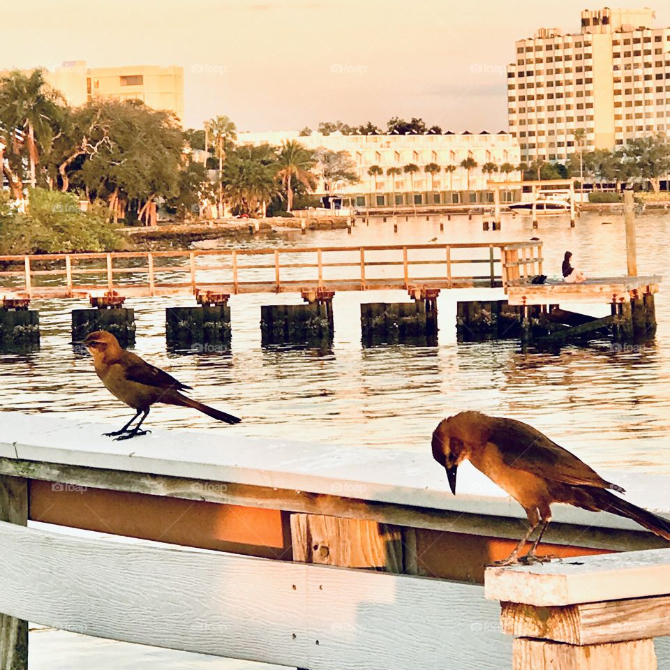 Birds by the water 