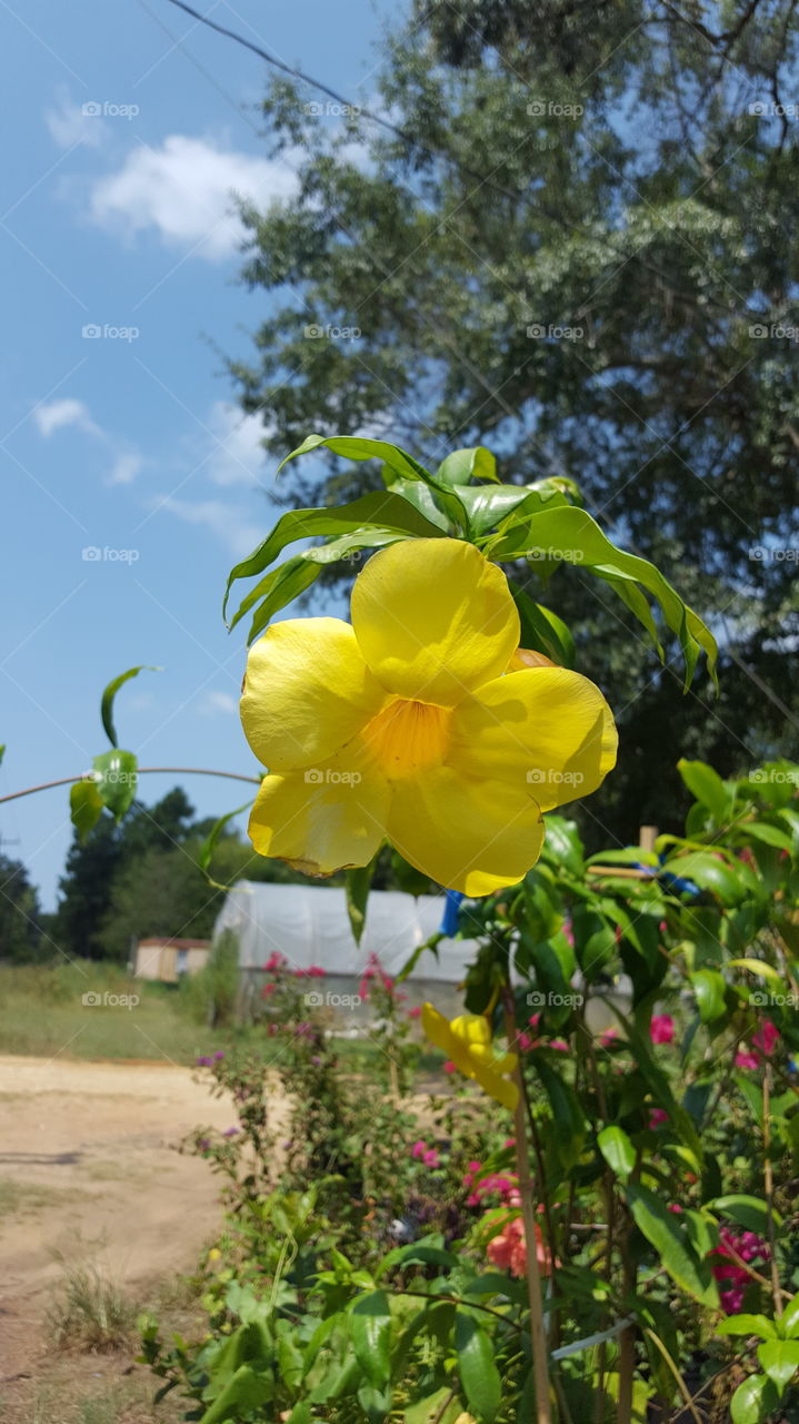 Mandevilla vine such a yellow beauty.