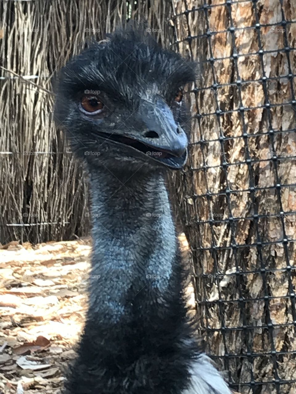 Emu