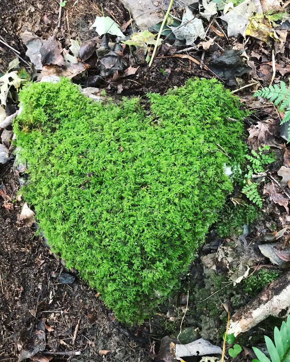 Beautiful heart-shaped rock covered in Forest Moss. 