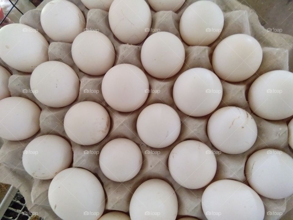 eggs