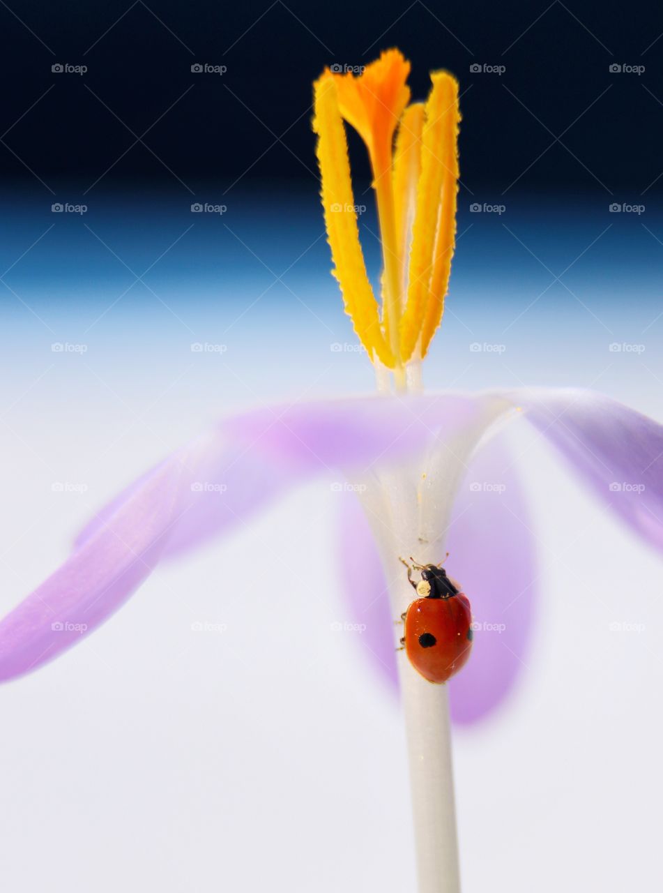 Ladybug on the purple flower 