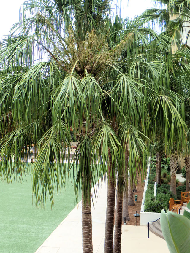 Gaylord Palms Palm Trees