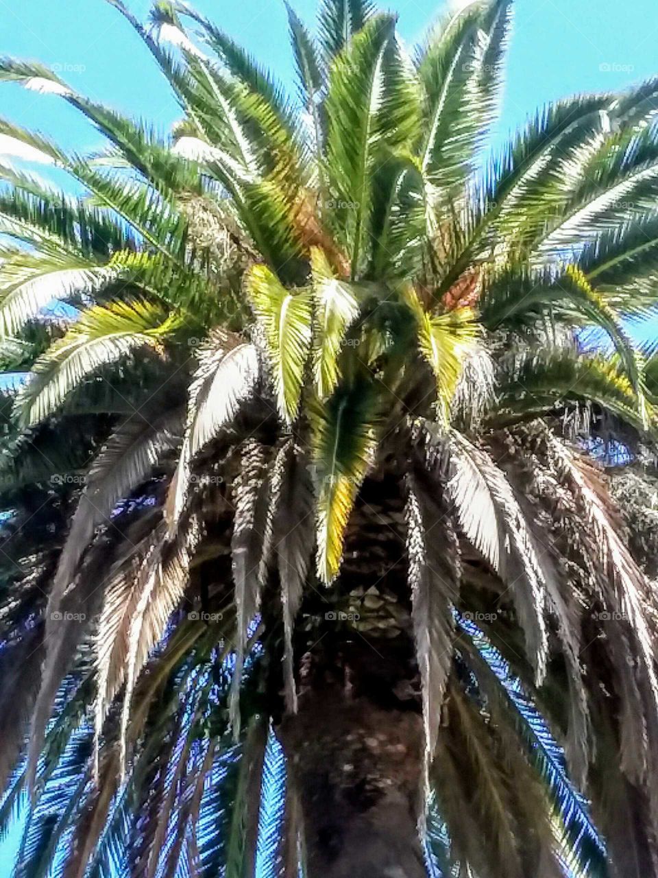 Deep Close-up of Palm Tree