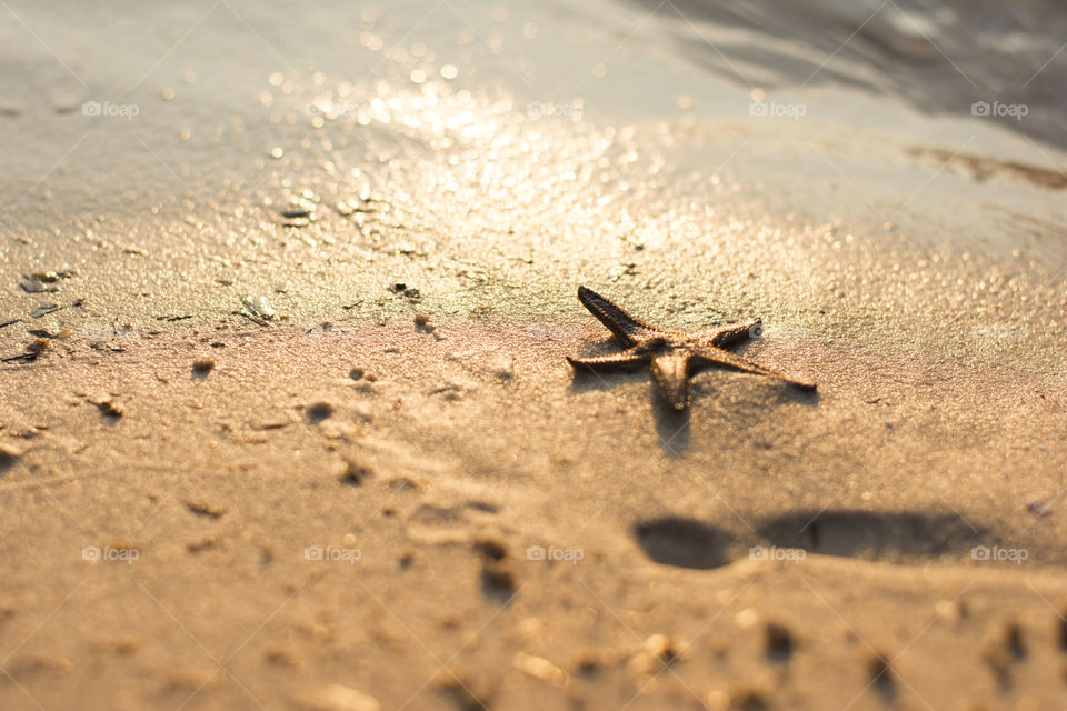 star fish on beach. star fish on beach at sunset