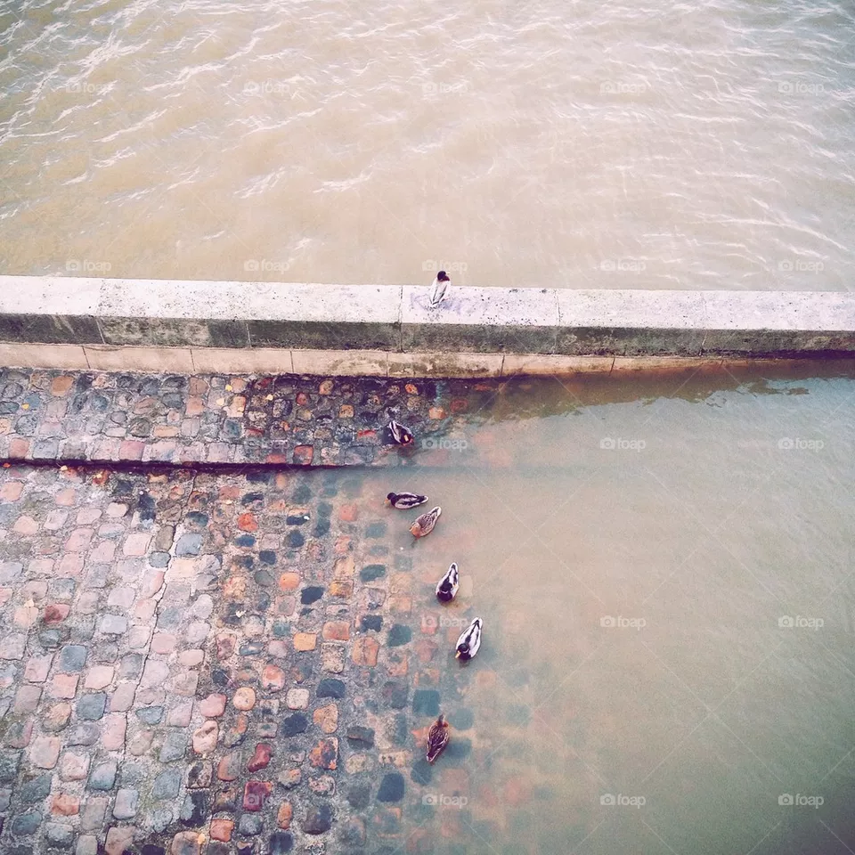 Ducks.