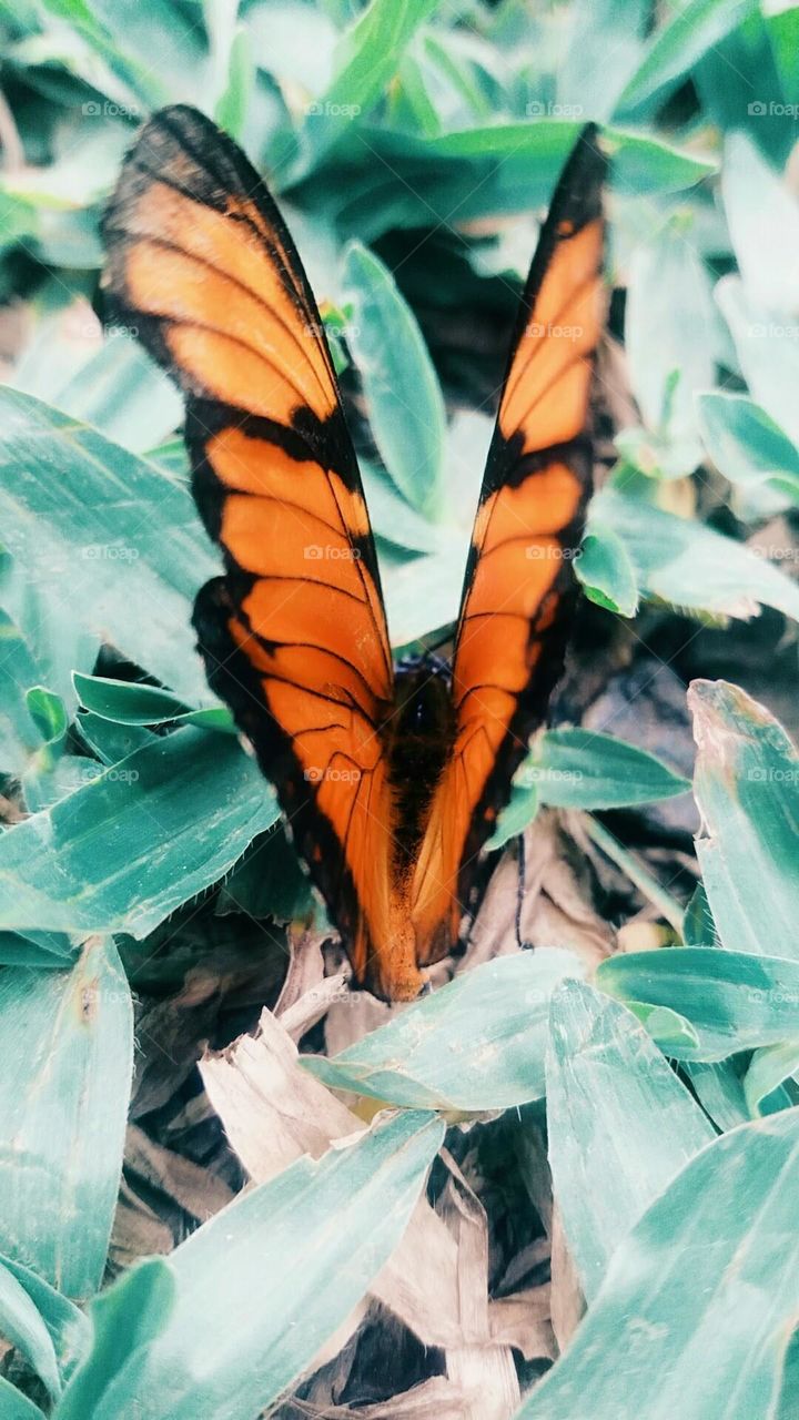BORBOLETA 🦋