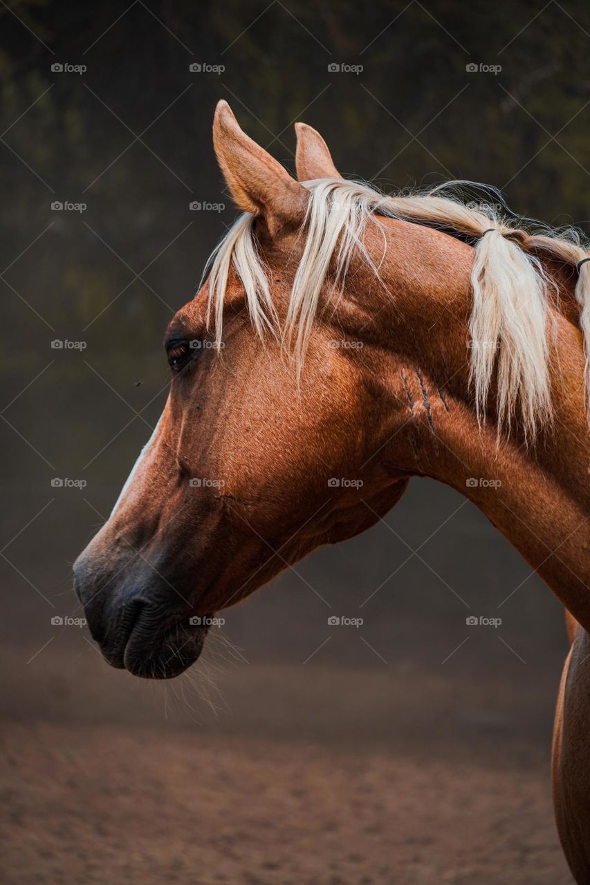 Portrait of the horse 