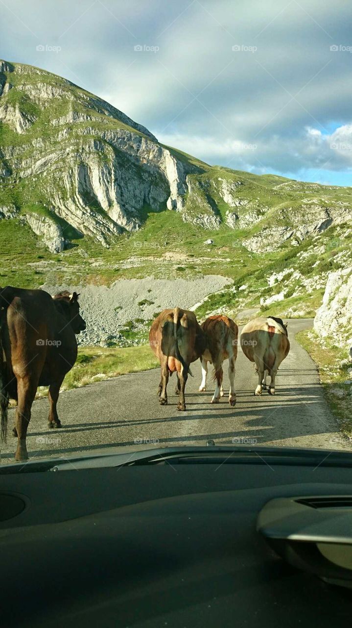 Cows on Road 