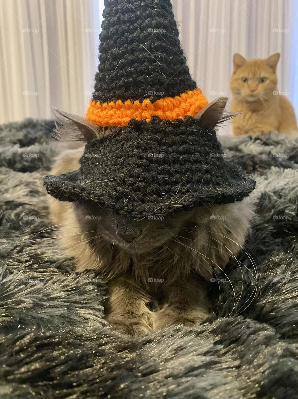A grey cat wearing a witches hat with an orange cat in the background