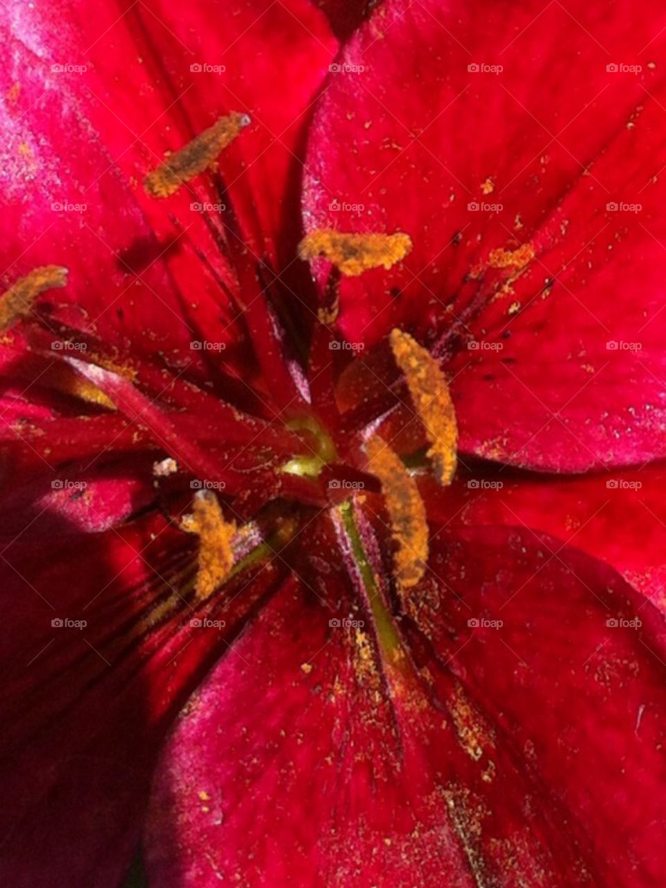 Lily close up 