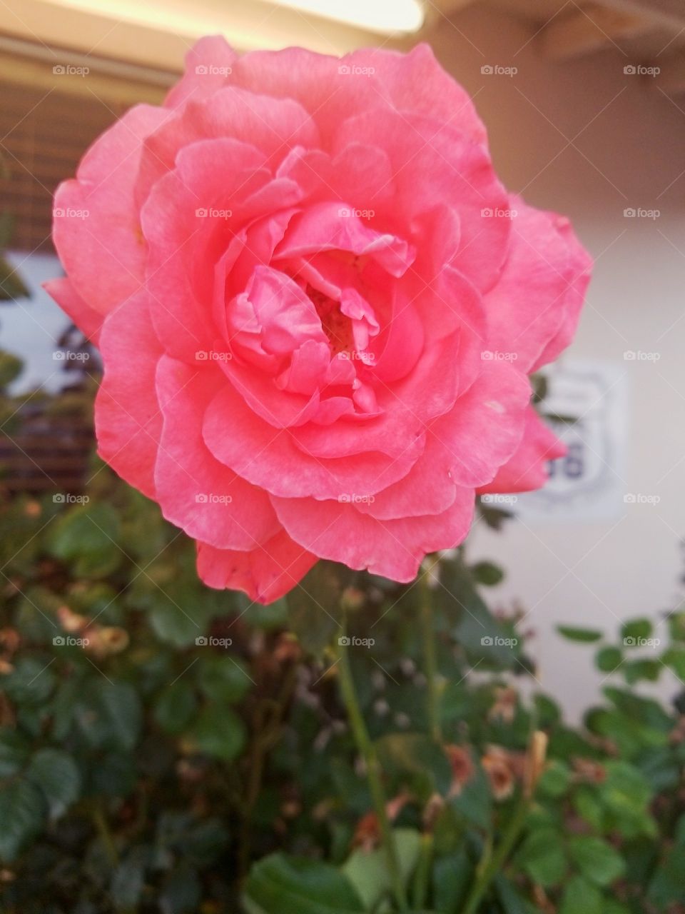 Flower, Nature, Rose, No Person, Flora