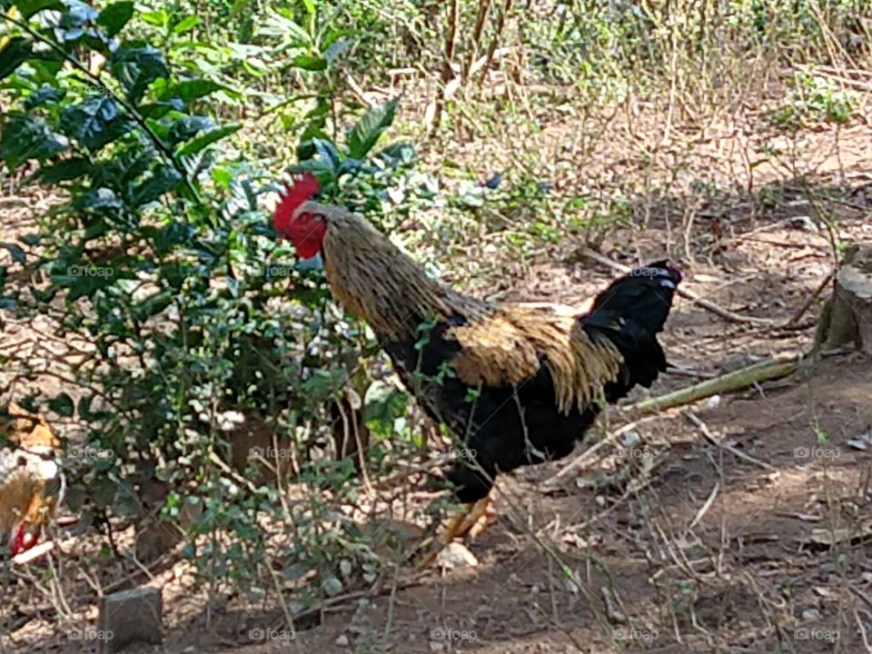 galo na sombra