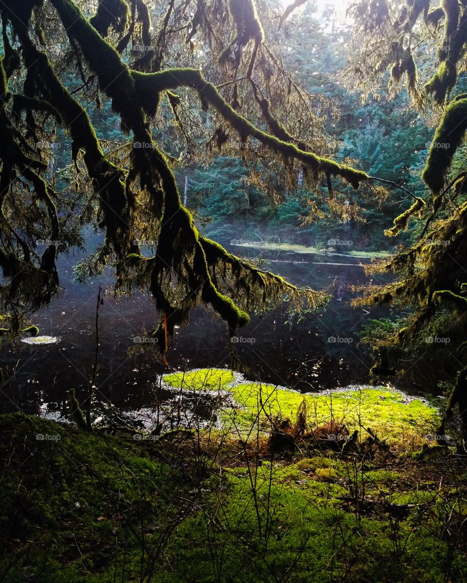 Tree branch covered in moss near pond