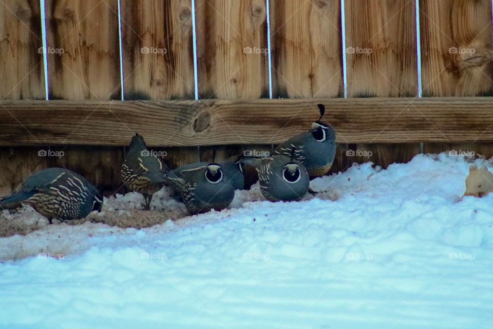 Wild quail looking for food