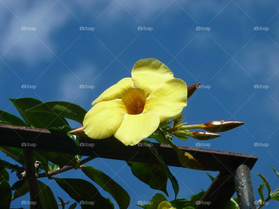 yellow blossoms in front of blue sky