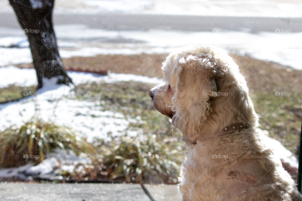 Dog Staring Out the Window