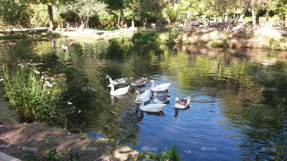 lago natural del campo