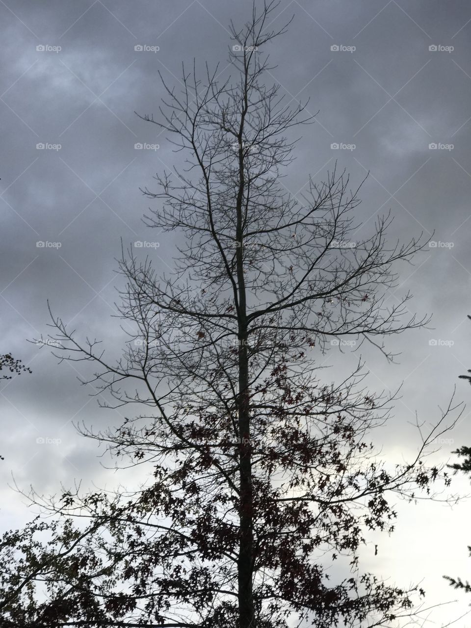 Monochrome tree and sky