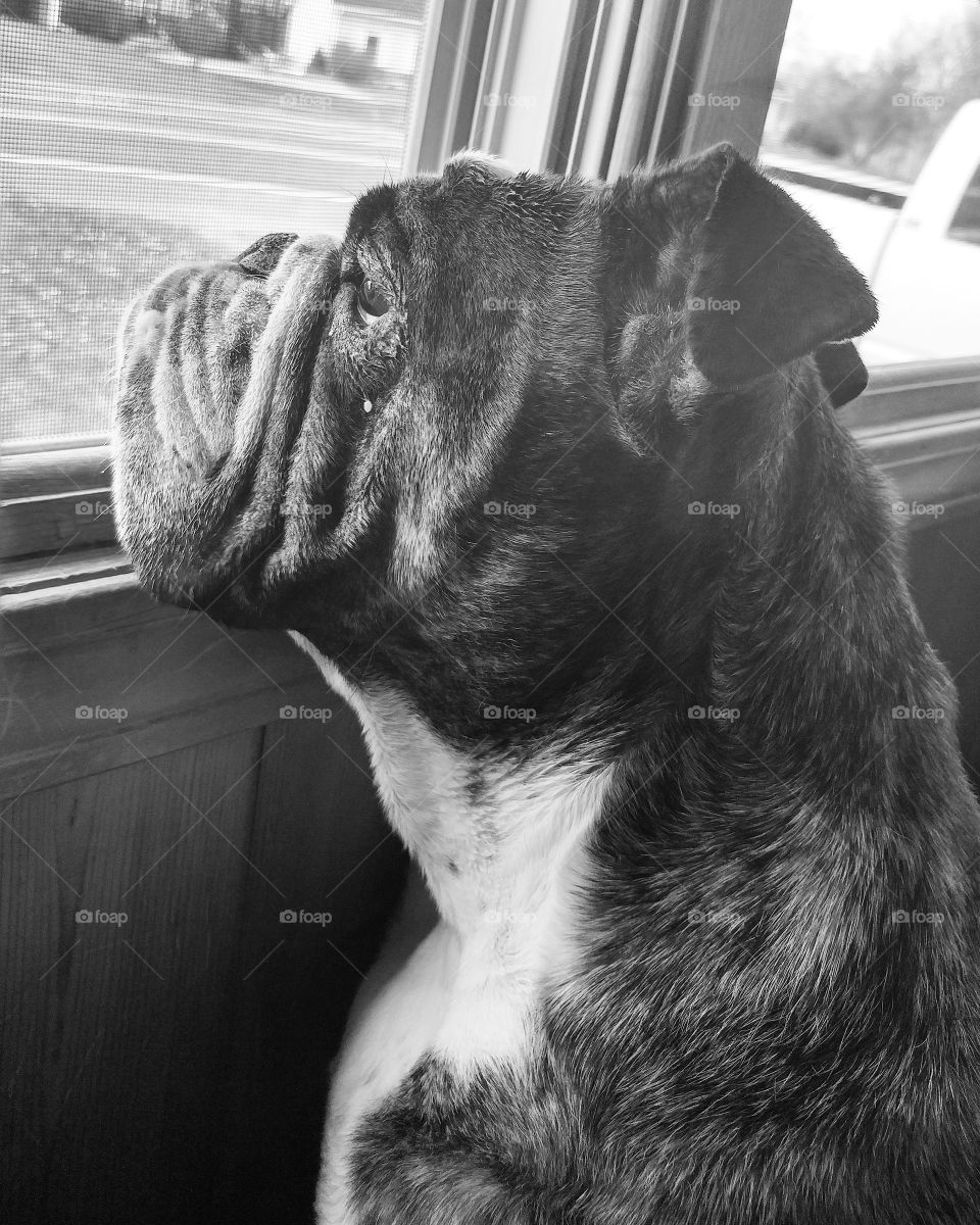 Bulldog deep in thought