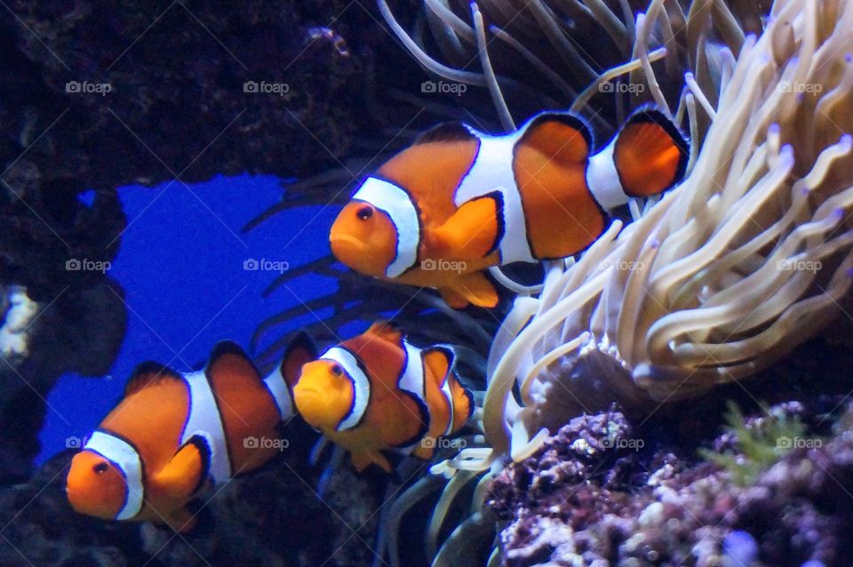 Clown fishes with coral