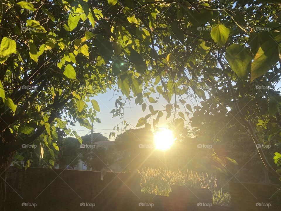 sun rays enter the foliage